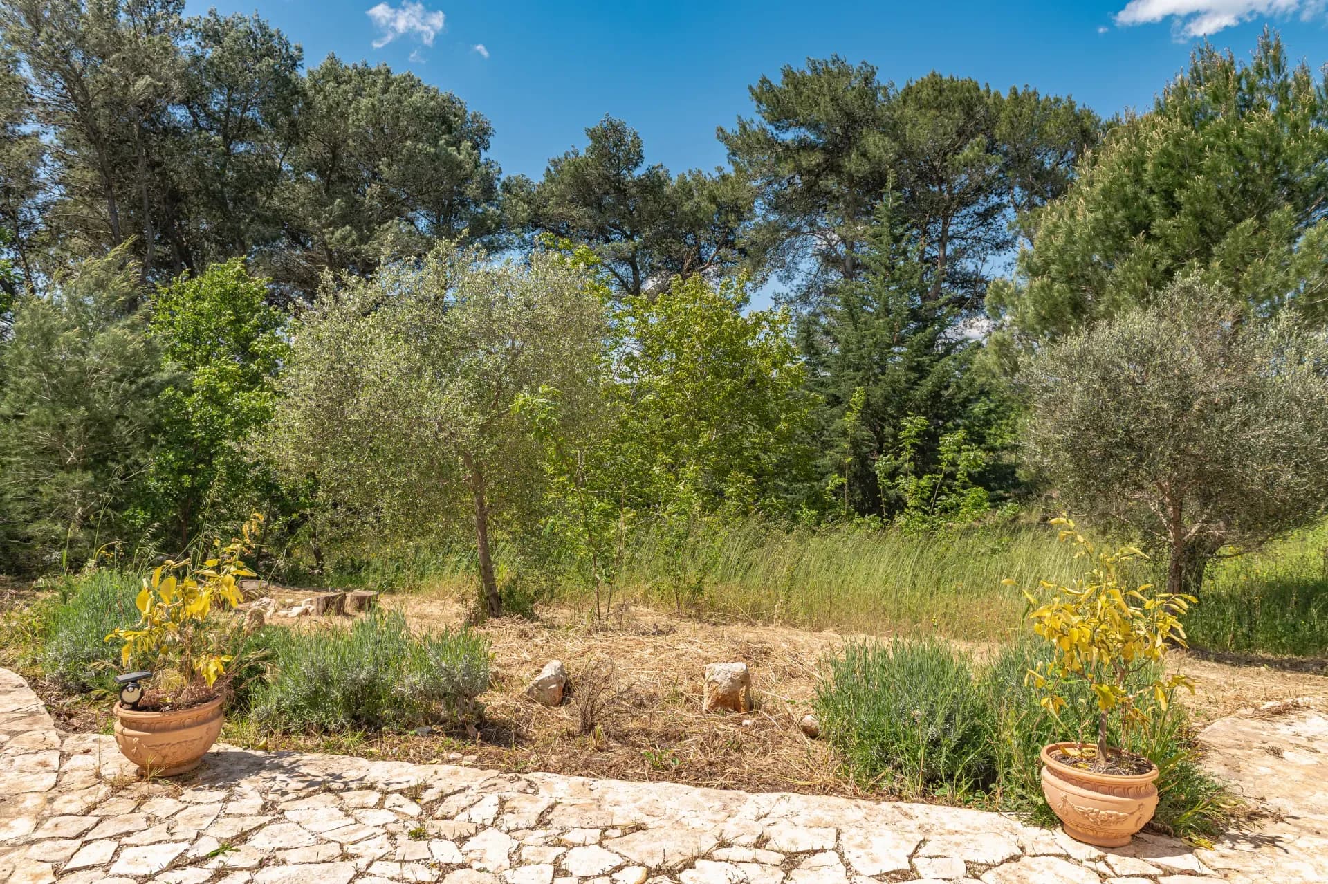 Valle d'Itria: trulli, olijfbomen en het tempo van een dinsdag